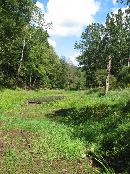 Floodplain pool. Credit: Betsy Leppo